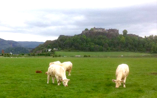 Grazing in the shadow of Stirling Castle at Falleninch Farm