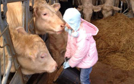 The Charolais herd at Falleninch Farm has adoring fans of all ages