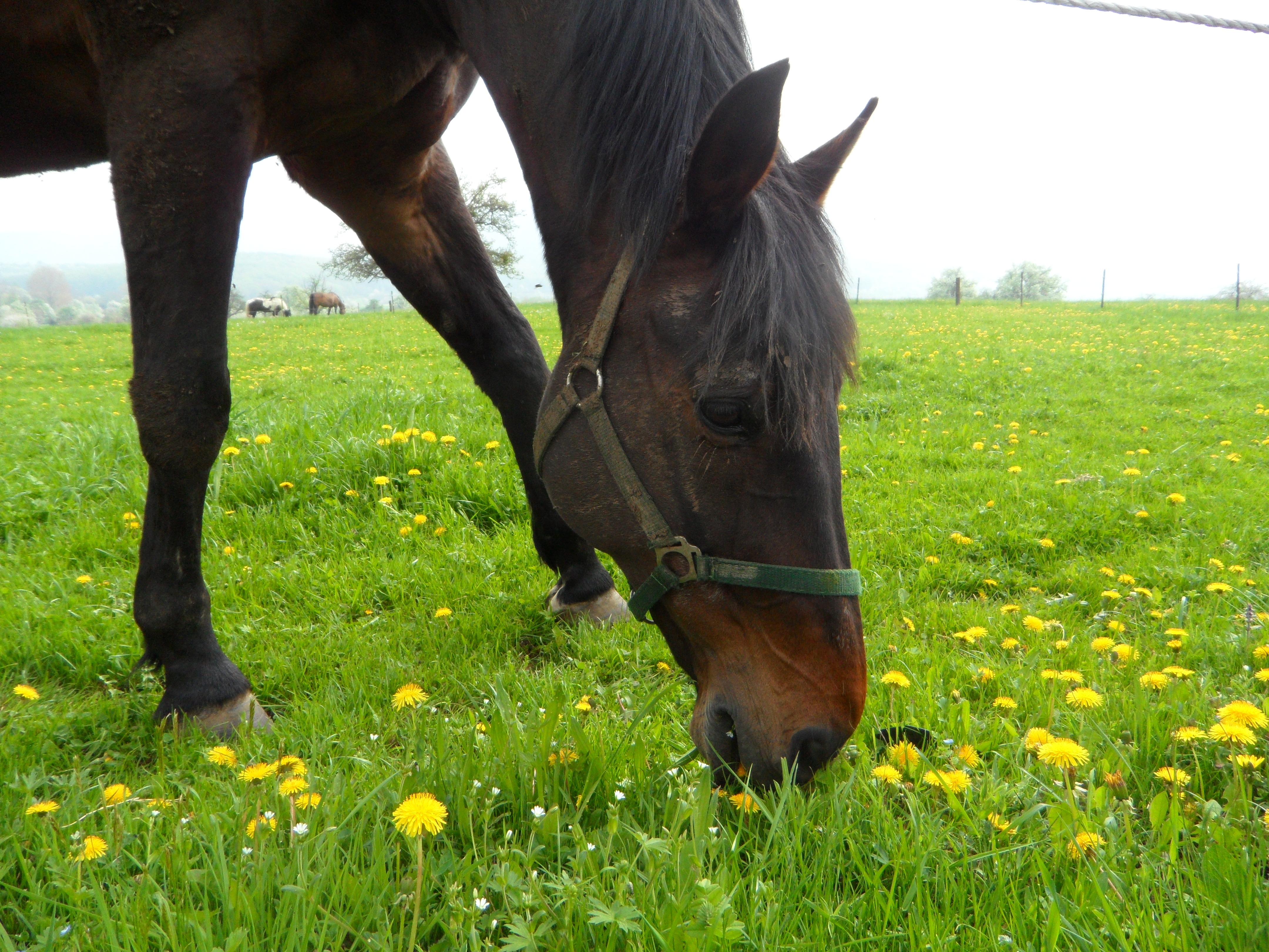 Horse grazing