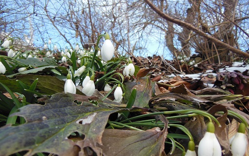 The spring Snowdrop Festival takes place in gardens throughout Scotland