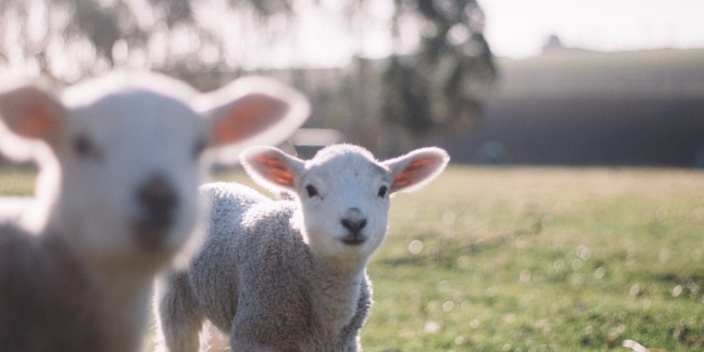 Feed the lambs at Briarlands Farm