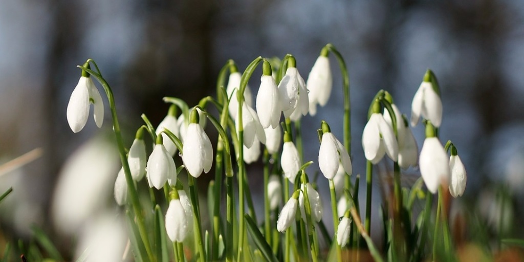 scottish snowdrop festival 2017