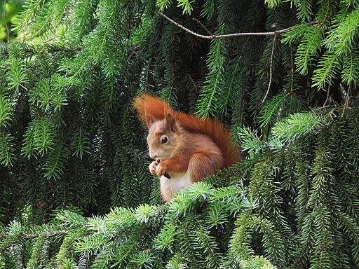 Autumn can be the best time to see Scotland's wildlife 