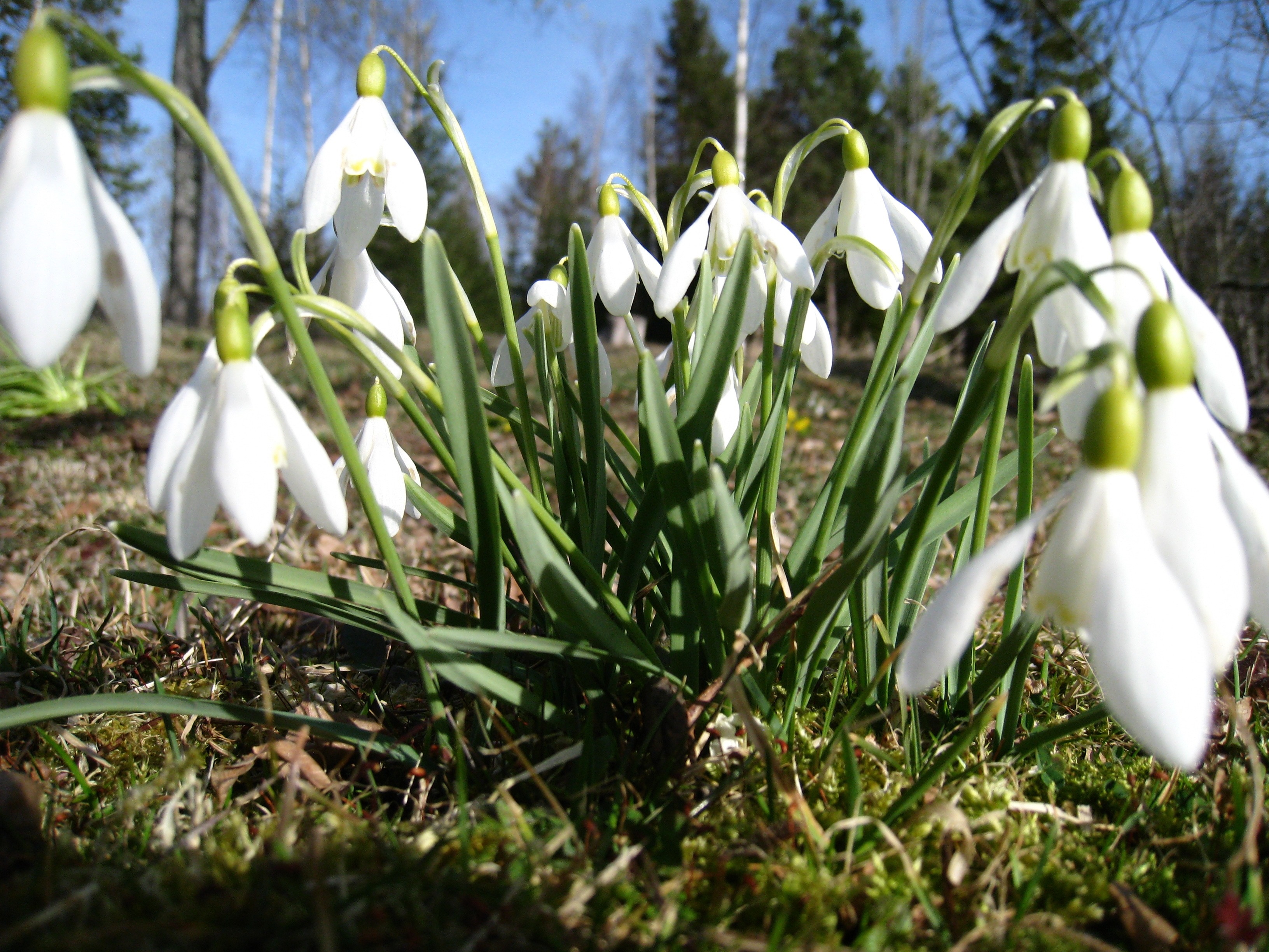 Nothing says spring like the Snowdrop Festival