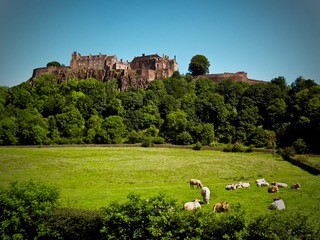 Falleninch's distinctive herd under the shadow of Stirling Castle